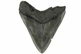 Bargain, Fossil Megalodon Tooth - South Carolina #171034-2